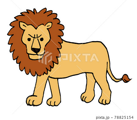 Panthera Leo Illustrations