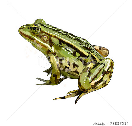 かえる カエル 蛙 水彩画のイラスト素材