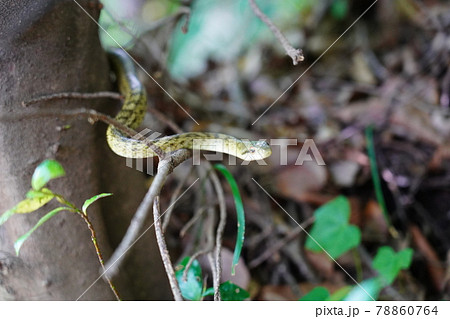 ヒバカリ 蛇 かわいいの写真素材