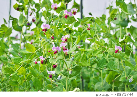 サヤエンドウの花の写真素材