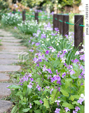 紫大根の花の写真素材