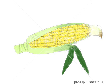 Corn Sweetcorn Illustrations