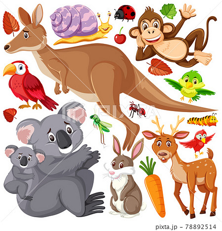 動物 有袋類 カンガルー コアラのイラスト素材