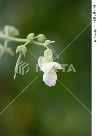 花 植物 花びら インゲンマメの写真素材