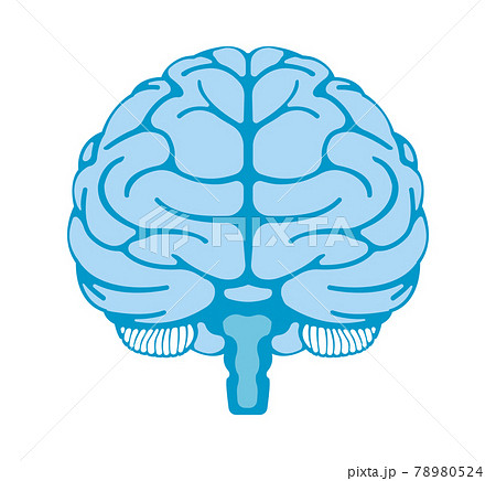 脳 正面 ベクター 医学のイラスト素材