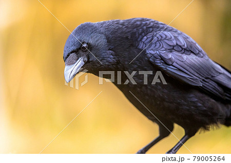 腐肉カラス 腐肉 鳥 くちばし 羽 ブラックの写真素材