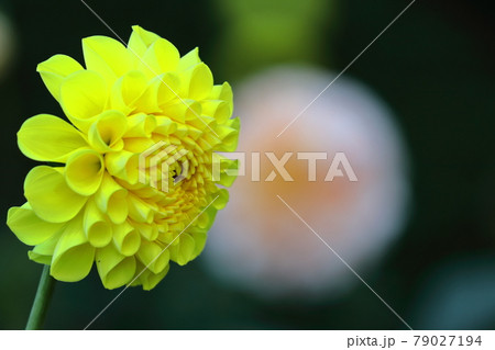 メキシコの国花の写真素材