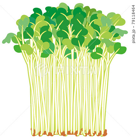 カイワレ大根のイラスト素材