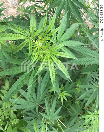 大麻草の写真素材