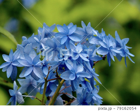 花 あじさい 八重あじさい 青の写真素材