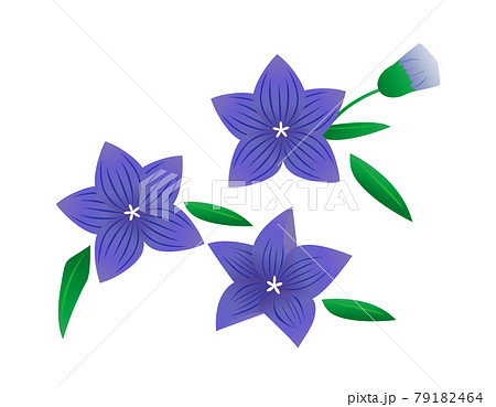 桔梗のイラスト素材