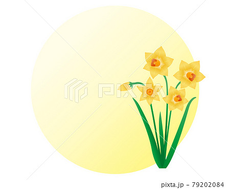 水仙のイラスト素材