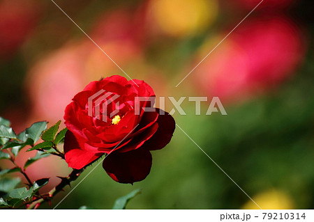 イギリス国花の写真素材