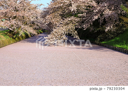 花筏の写真素材 - PIXTA