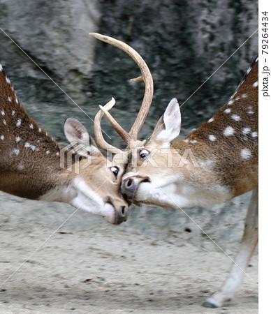 睨み合い 動物 喧嘩の写真素材