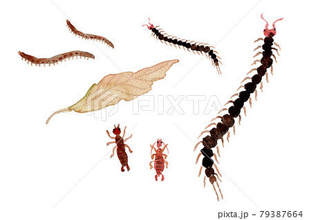 ハサミムシのイラスト素材 ハサミムシのイラスト素材
