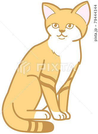 動物 猫 イラスト 正面 全身 座るのイラスト素材