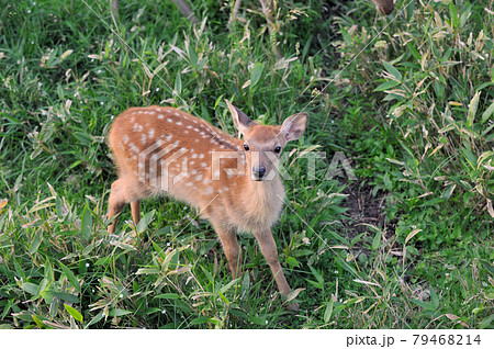 知床 蝦夷鹿 エゾシカ 鹿の写真素材 - PIXTA