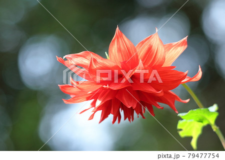 メキシコの国花の写真素材