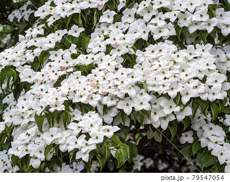 ヤマボウシの実の写真素材 - PIXTA