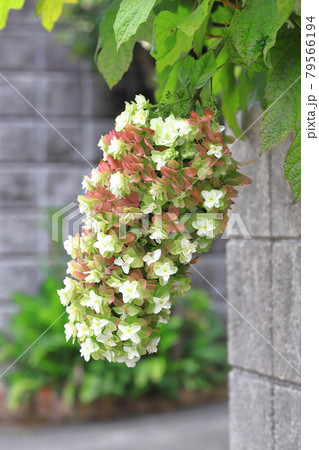 紫陽花 白 房 花の写真素材