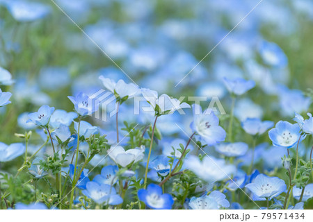 ネモフィラ 草花 花 壁紙の写真素材