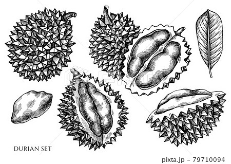 ドリアンのイラスト素材
