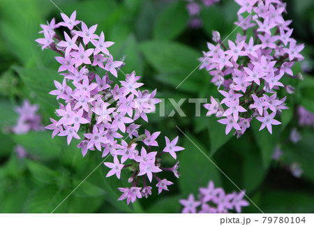小さな星型の花の写真素材