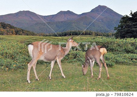 知床 蝦夷鹿 エゾシカ 鹿の写真素材 - PIXTA