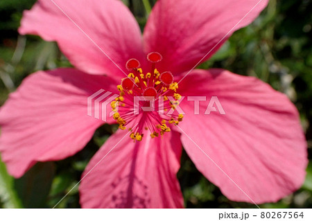 花 ハイビスカス 植物 ショッキングピンクの写真素材