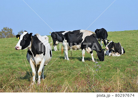 牧場の風景・ホルスタイン牛