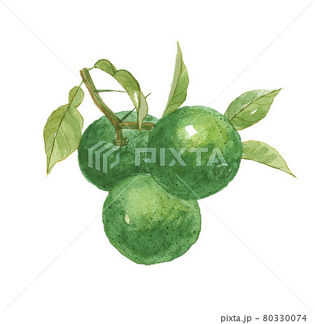 ゆずのイラスト素材集 ピクスタ