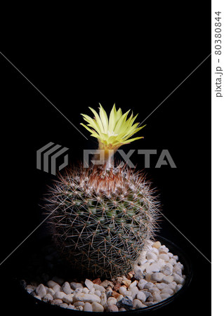 蕾 サボテン 花 黄色の写真素材