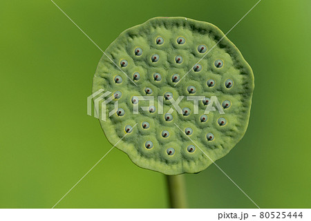 不思議な花の写真素材