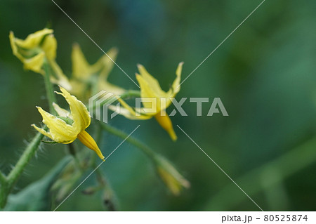 ミニトマトの花の写真素材