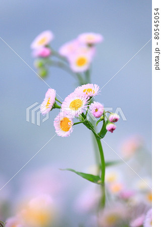 山野草 野の花 ピンク 春の写真素材