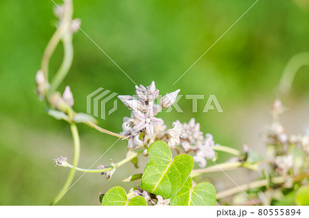 ツル性植物 つる性植物 山野草の写真素材