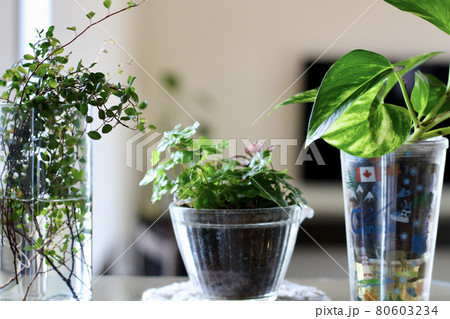 ポトス 観葉植物 水栽培 植物の写真素材