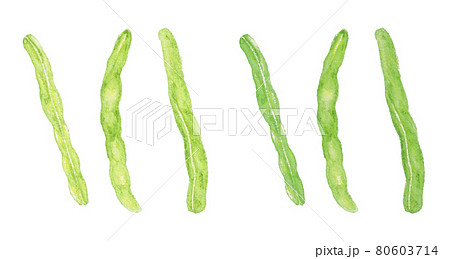 いんげん豆のイラスト素材