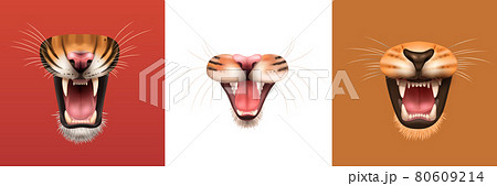 ライオンの歯のイラスト素材