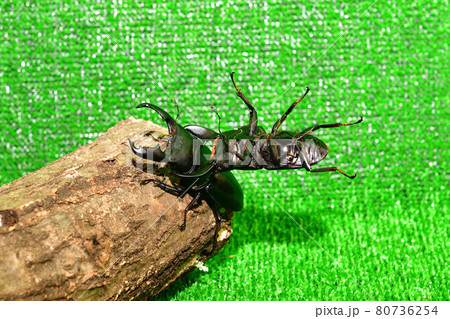 昆虫対決の写真素材