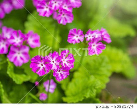 プリムローズ 花の写真素材