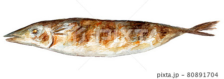 焼き魚のイラスト素材