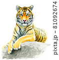 トラの絵 アナログ水彩岩の上に座る虎の成獣水墨画風のイラスト素材 [85240523