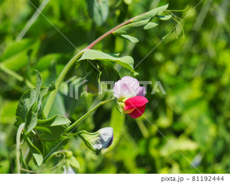 エンドウの花の写真素材