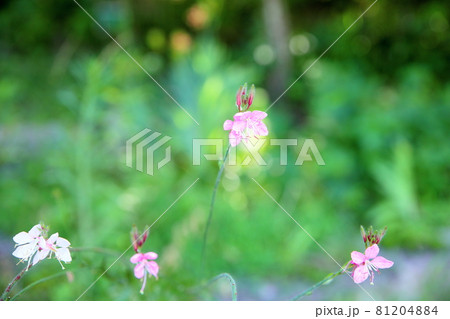 細長い花の写真素材