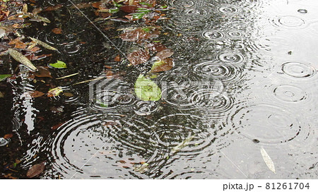 水たまり 落ち葉 波紋の写真素材