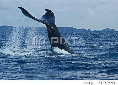 W36×H36cm重量★ くりのきはるみ『shippo』ジクレー・風景画　海岸　くじら　鯨　クジラ　尻