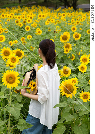 ひまわり ひまわり畑 女性 後ろ姿の写真素材