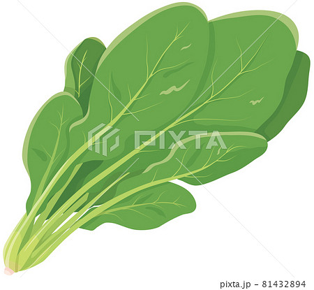 食材 菠薐草 ヒユ科 野菜の写真素材